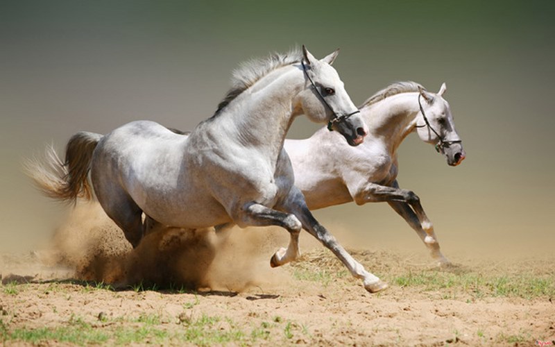 Điềm báo ngựa ô chạy là có thể gặp gỡ được rất nhiều mối quan hệ