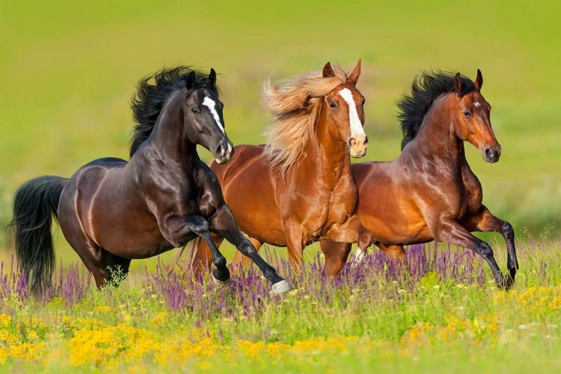 Những giấc mơ thấy ngựa khác nhau sẽ có những con số may mắn khác